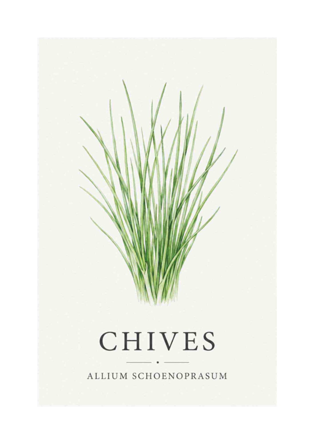 Chives - Purløg