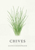 Chives - Purløg