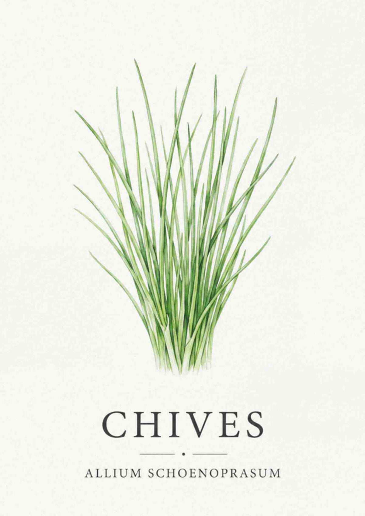 Chives - Purløg