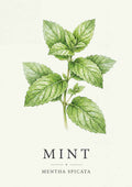 Mint - Mynte