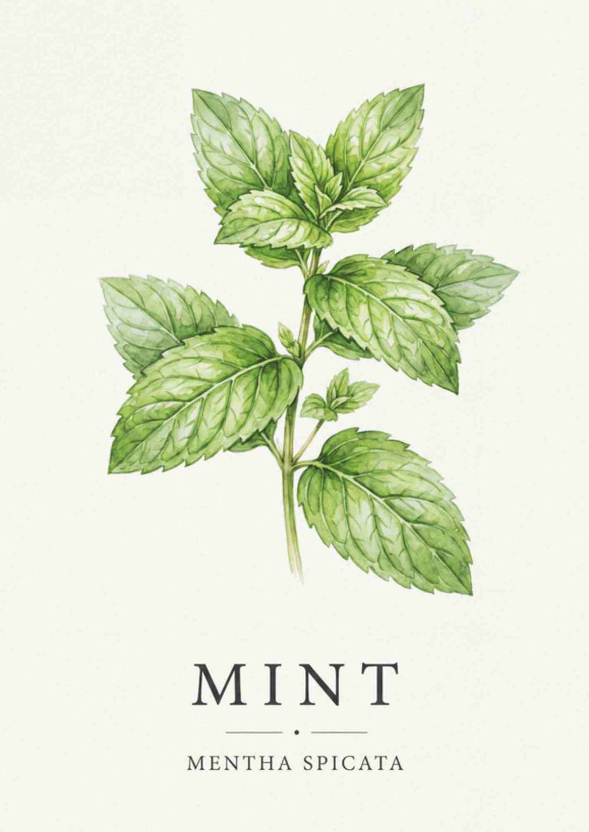 Mint - Mynte