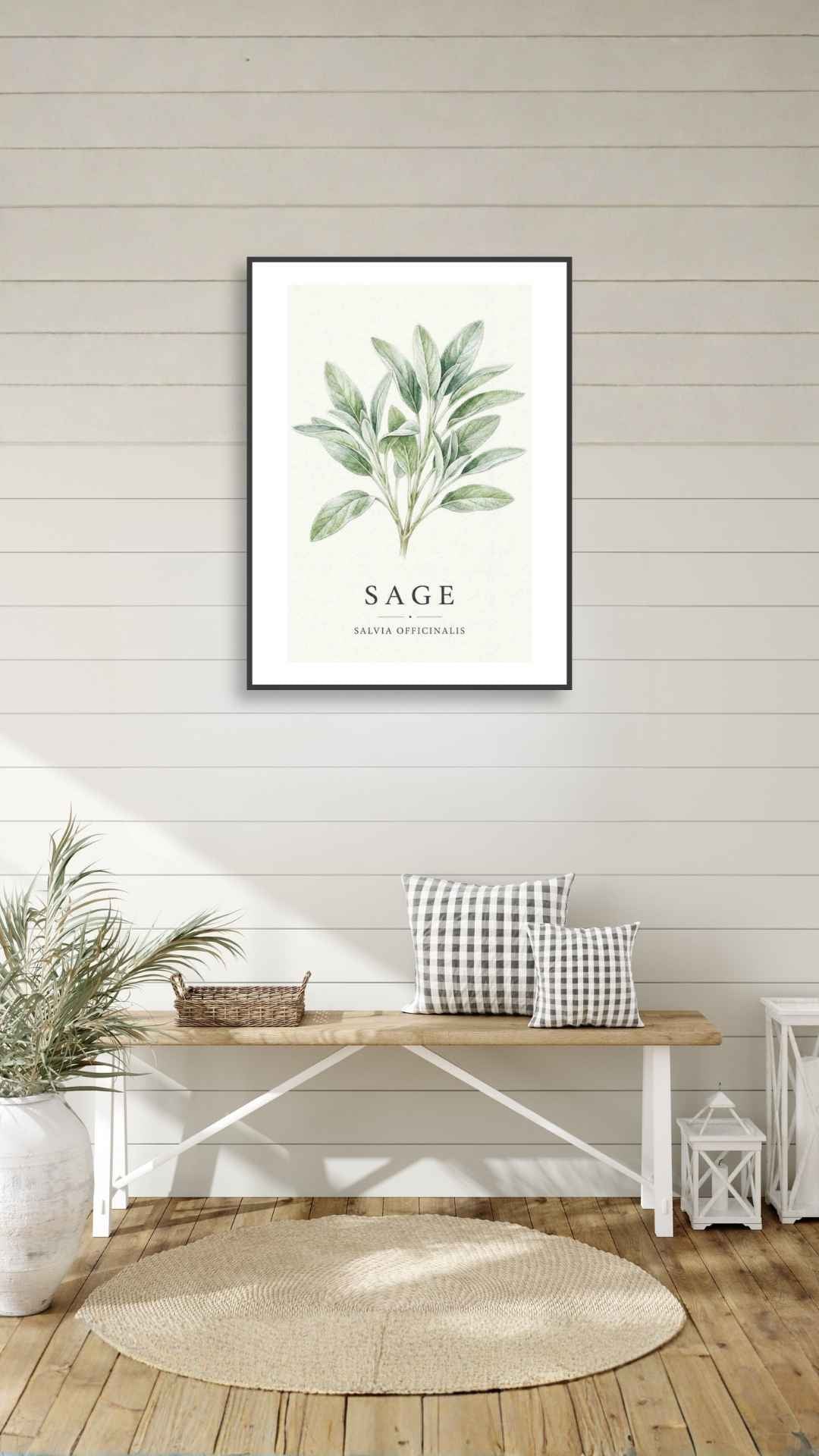 Sage - Salvie