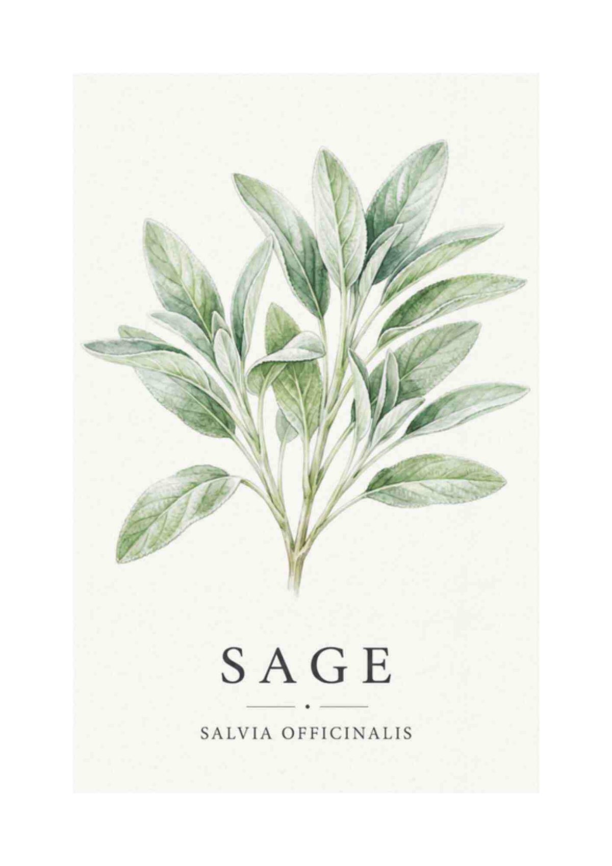 Sage - Salvie