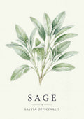 Sage - Salvie
