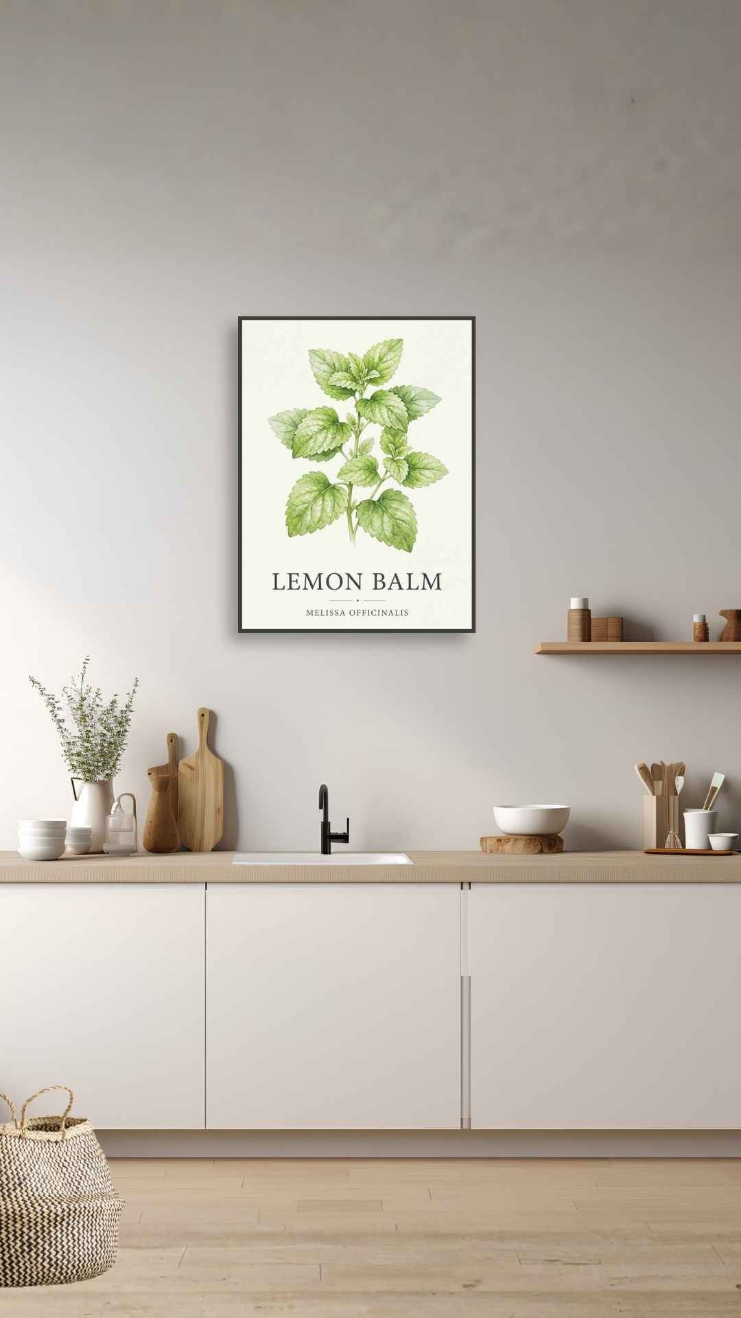 Lemon Balm - Citronmelisse