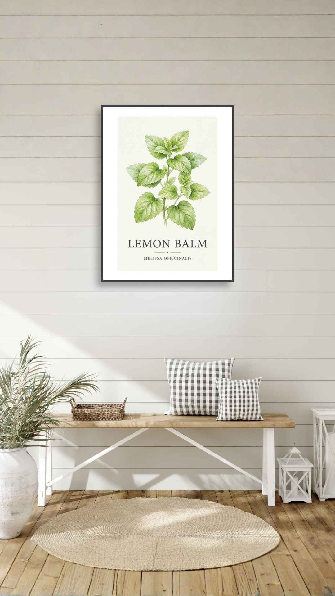 Lemon Balm - Citronmelisse