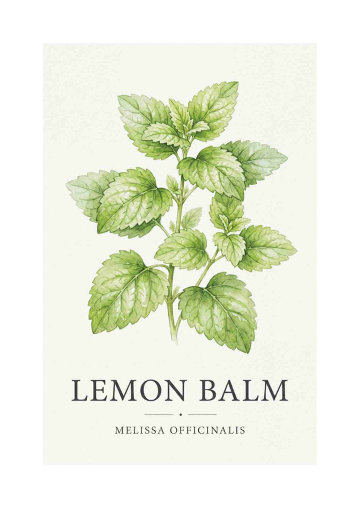 Lemon Balm - Citronmelisse