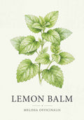 Lemon Balm - Citronmelisse