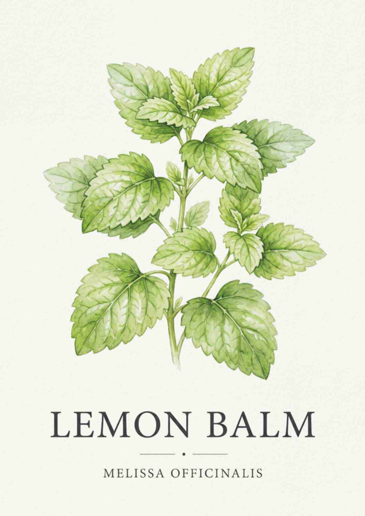 Lemon Balm - Citronmelisse