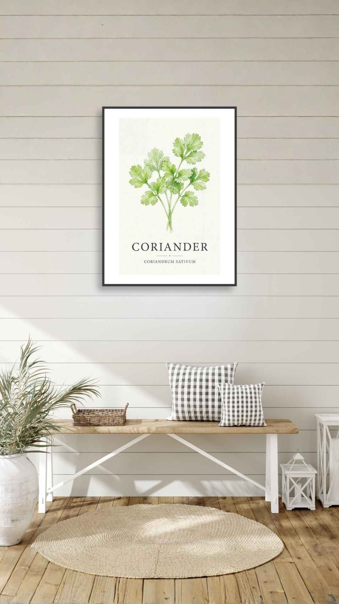 Koriander