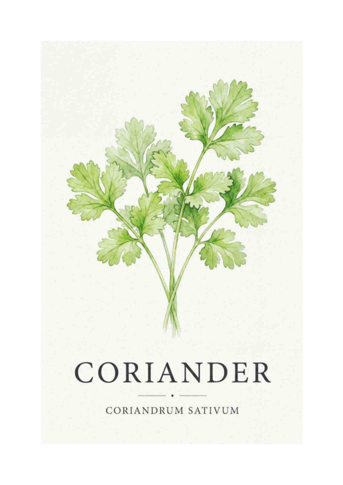 Koriander