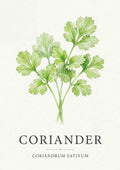 Koriander