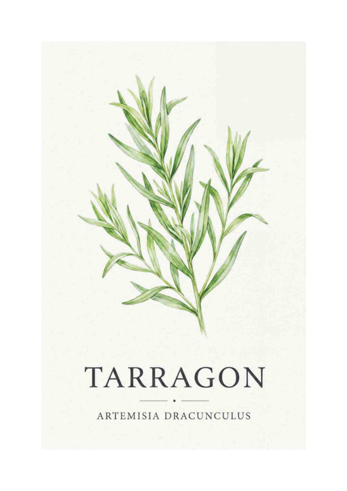 Tarragon - Estragon
