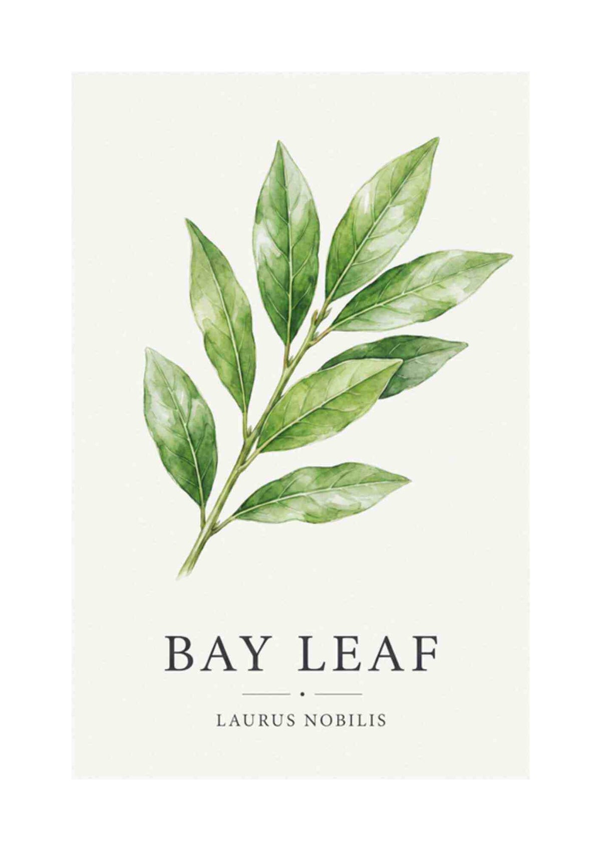 Bay Leaf - Laurbærblad