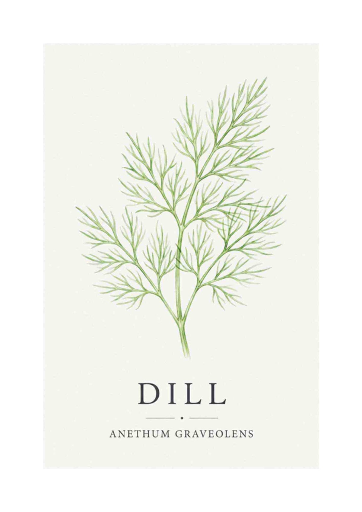 Dill - Dild