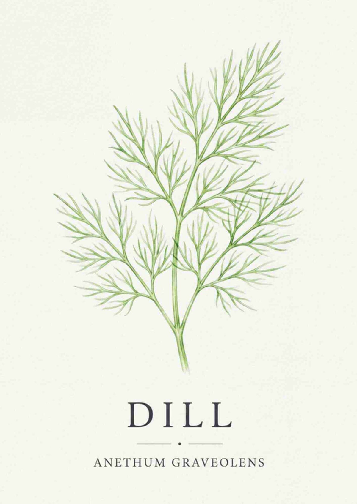 Dill - Dild