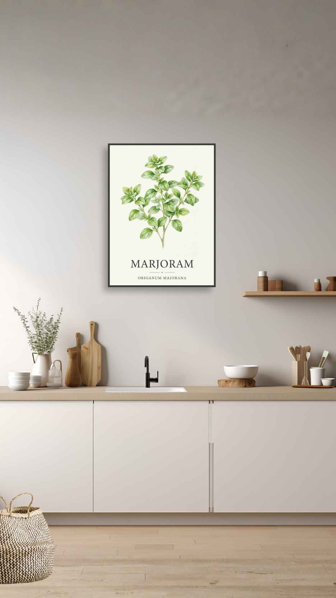Marjoram - Merian