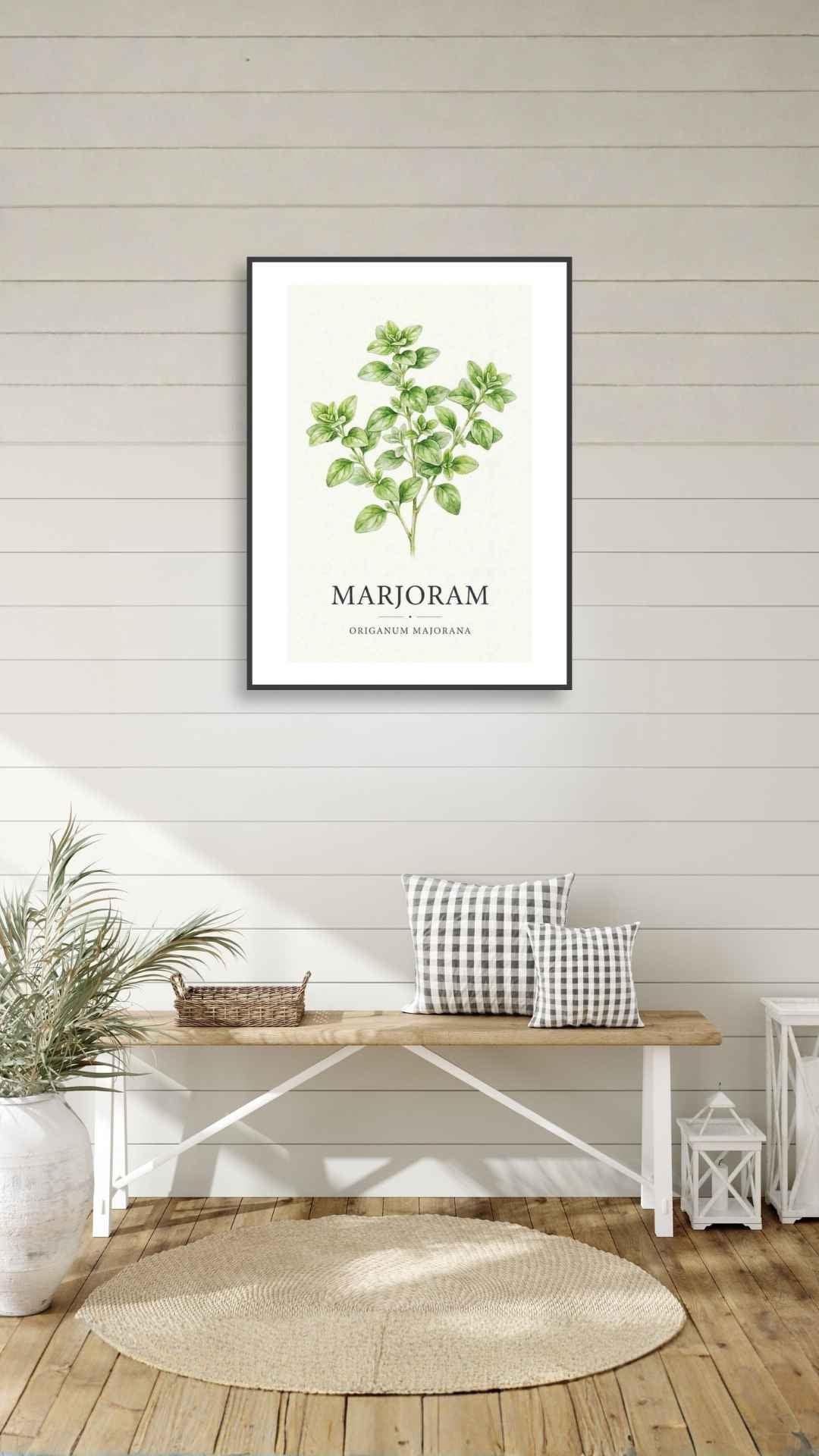 Marjoram - Merian