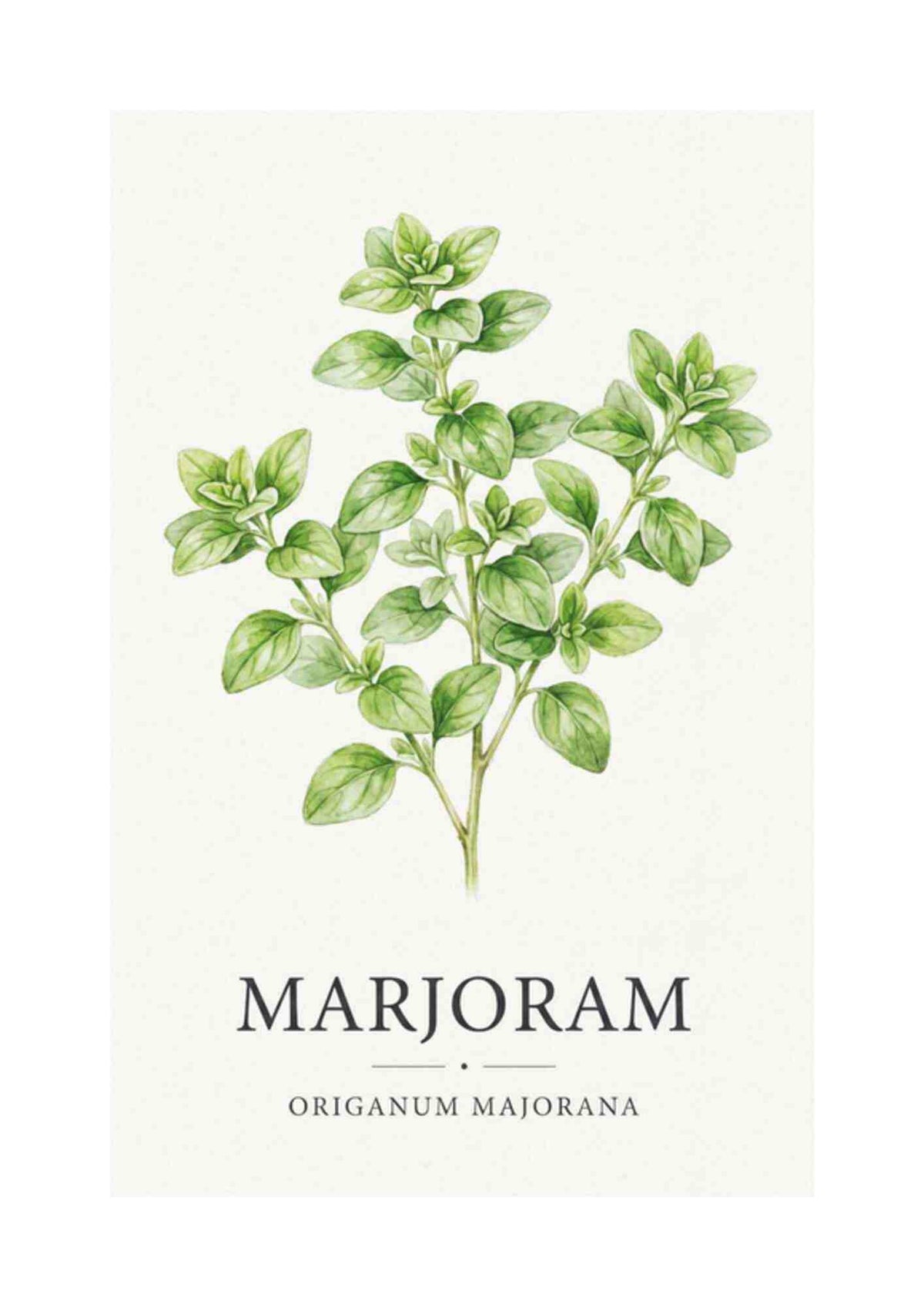 Marjoram - Merian