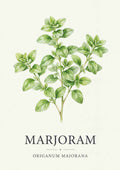 Marjoram - Merian