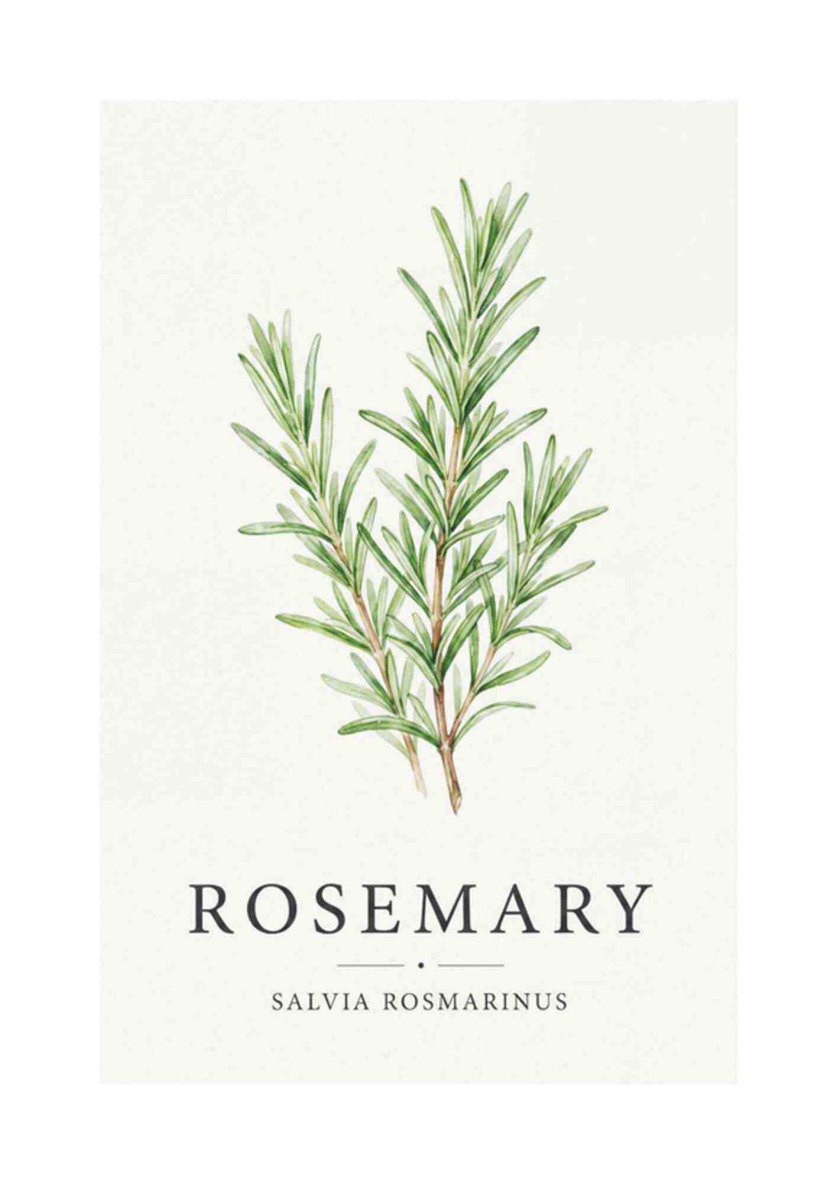 Rosemary - Rosmarin