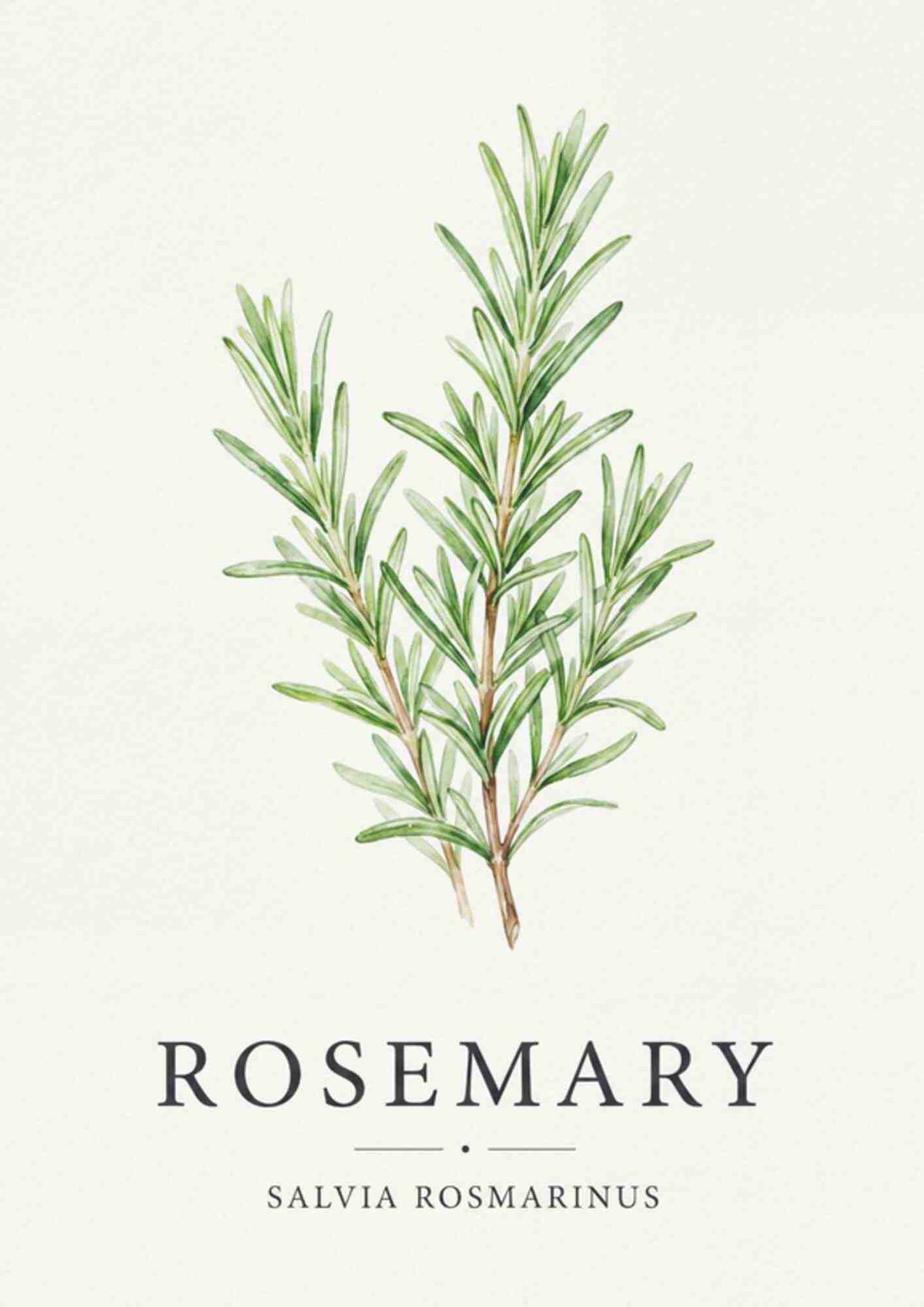 Rosemary - Rosmarin