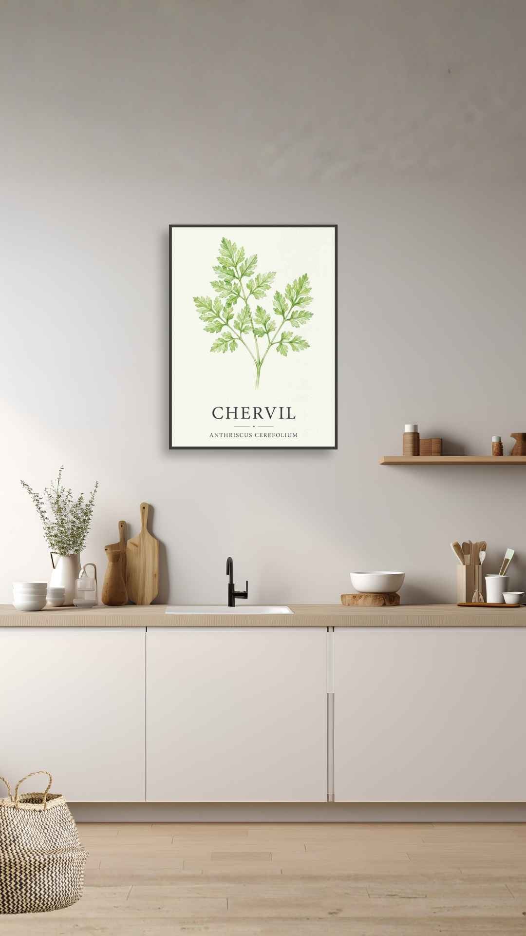 Chervil - Kørvel