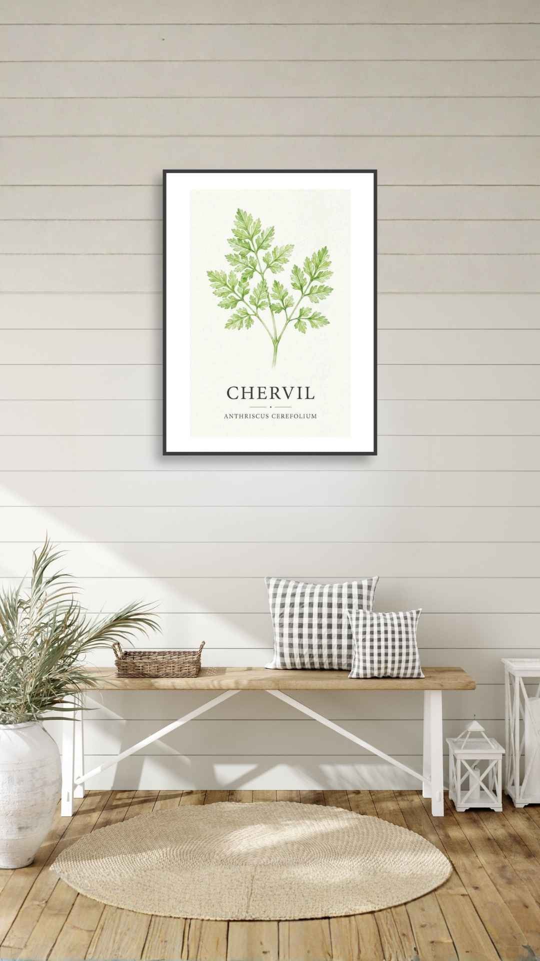 Chervil - Kørvel