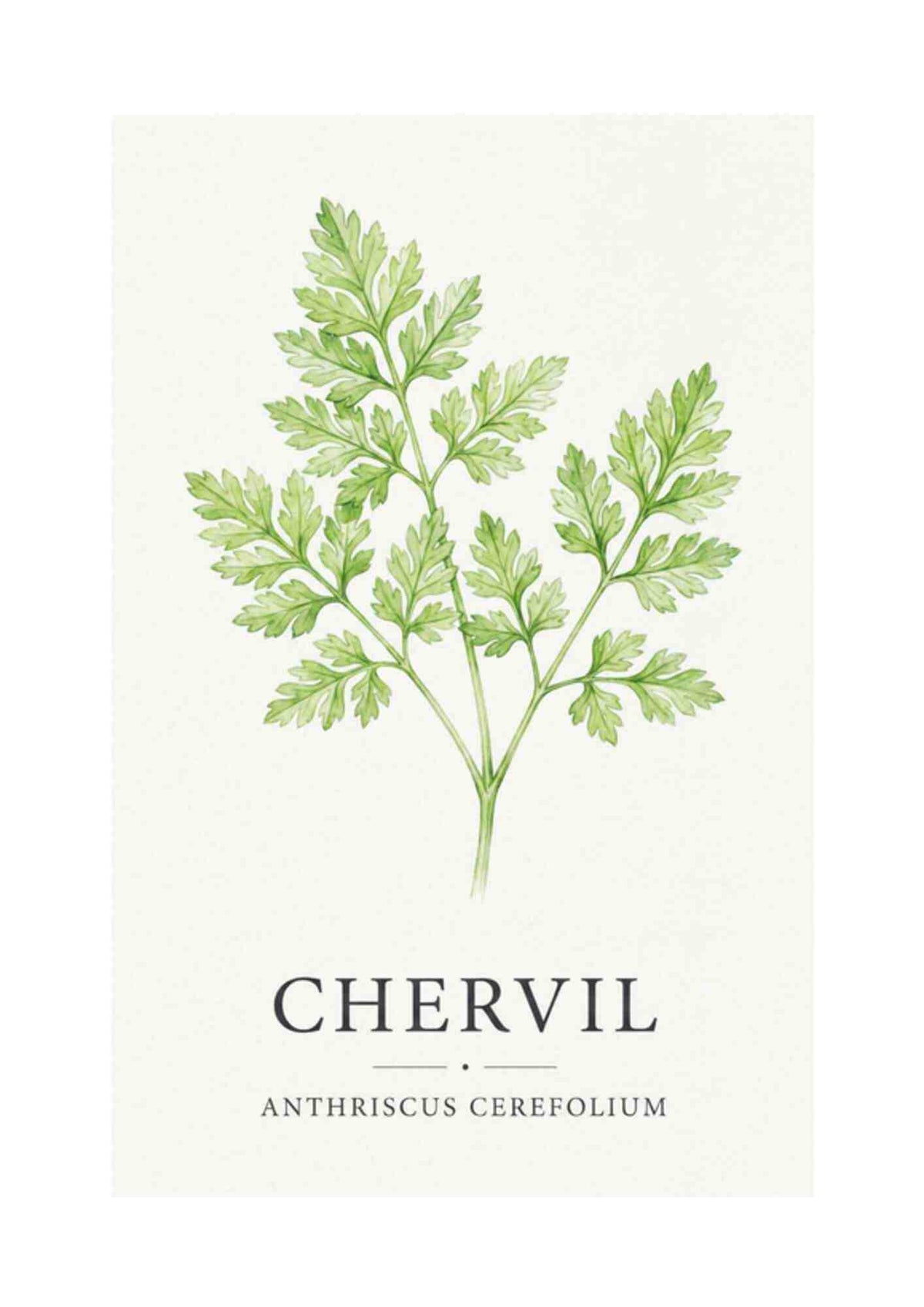 Chervil - Kørvel