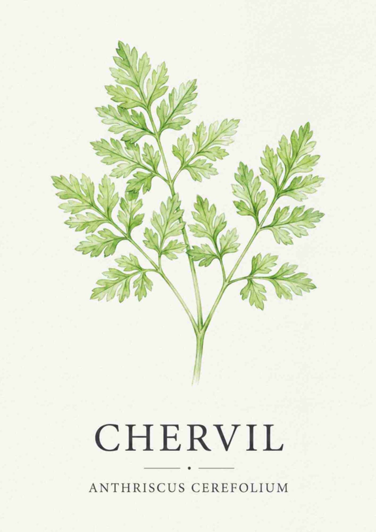 Chervil - Kørvel