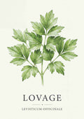 Lovage - Løvstikke