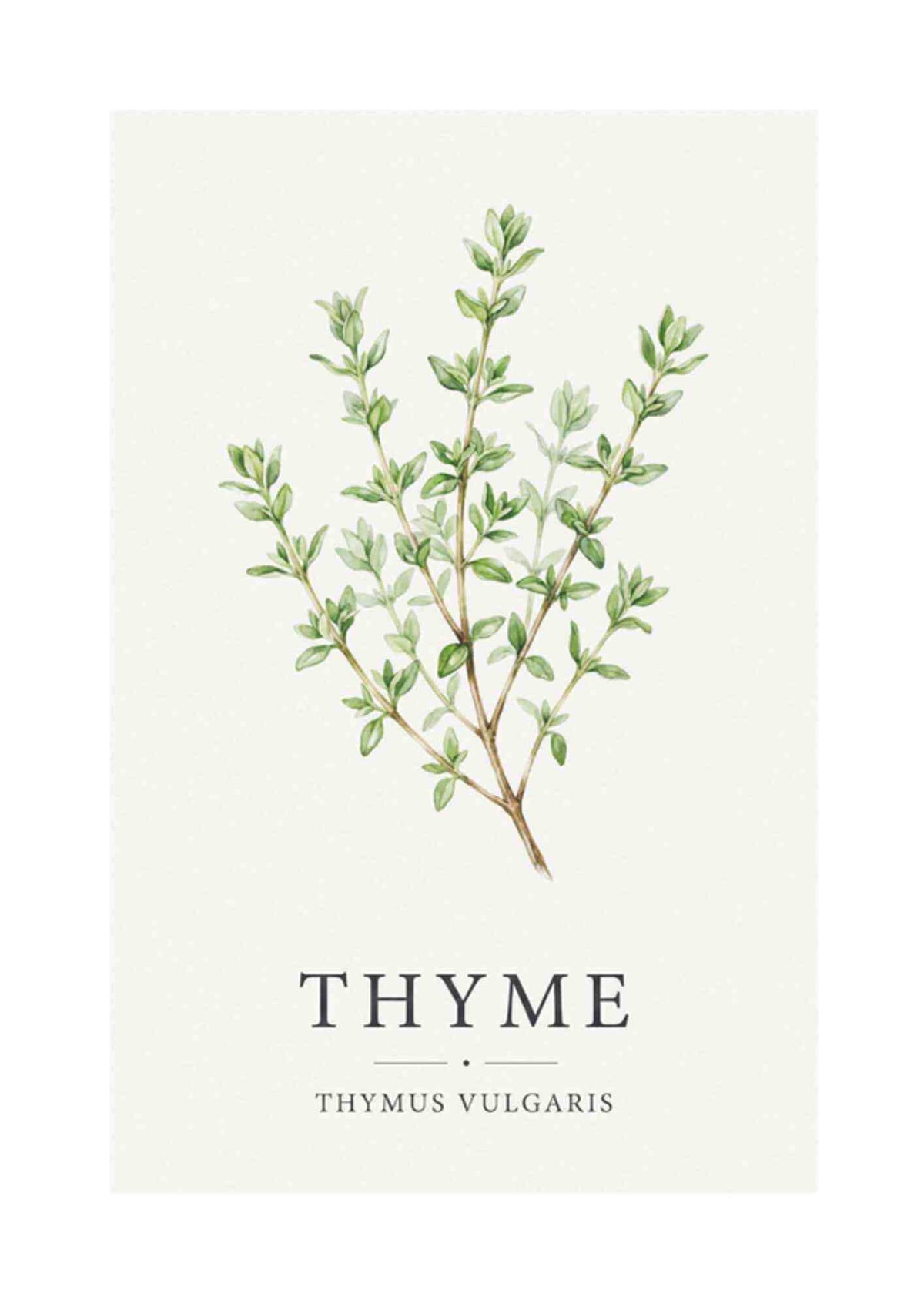 Thyme - Timian