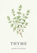 Thyme - Timian