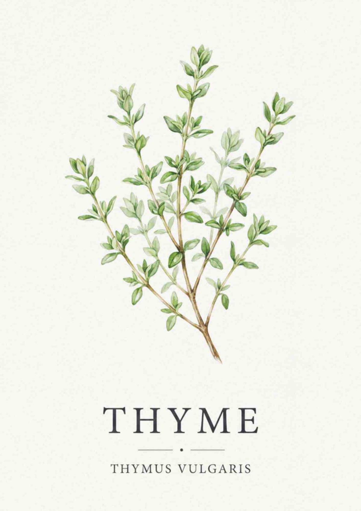 Thyme - Timian
