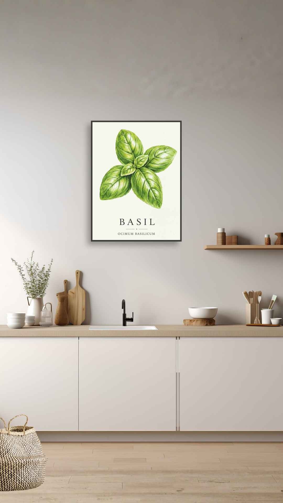 Basil - Basilikum