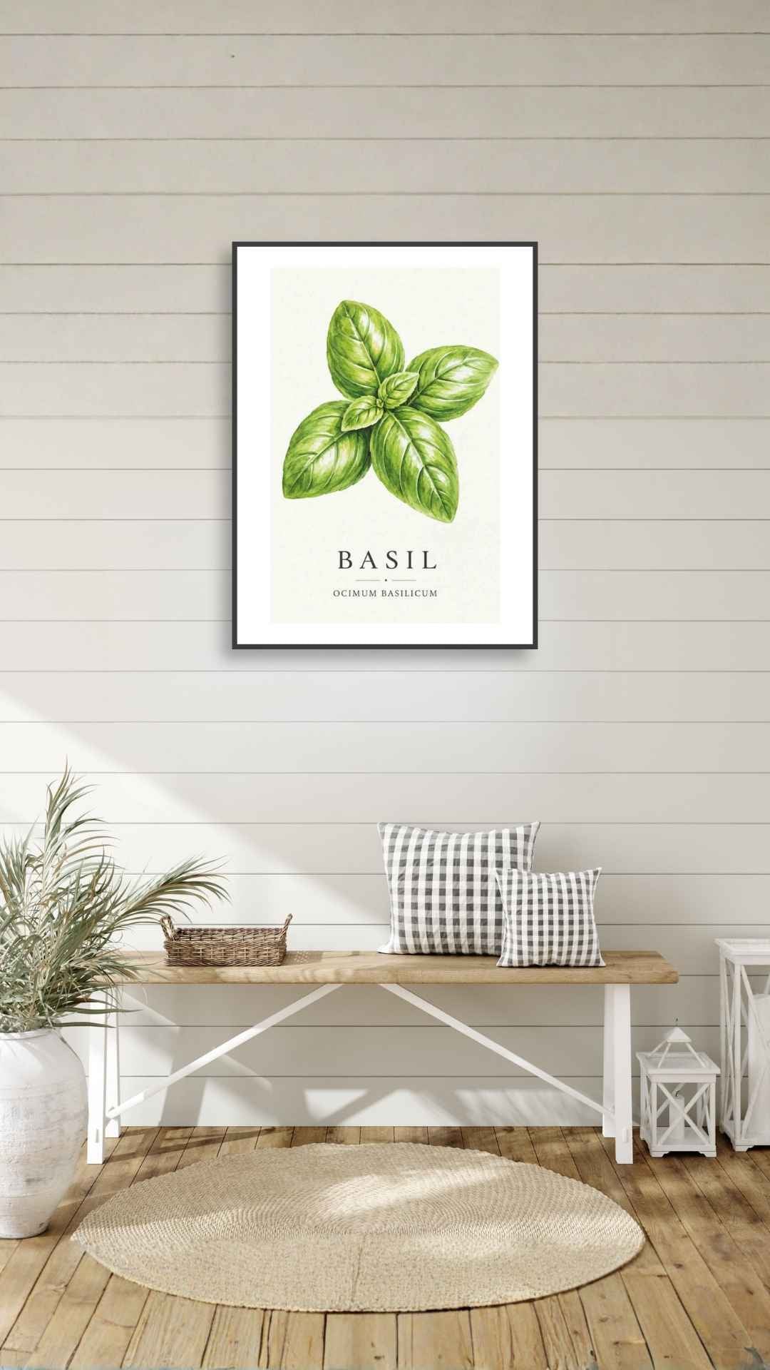 Basil - Basilikum