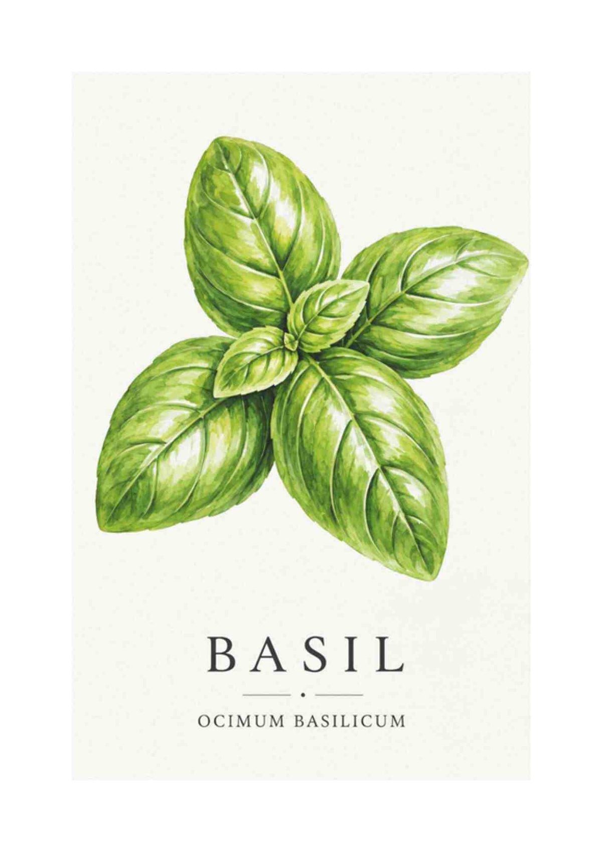 Basil - Basilikum