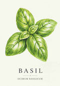 Basil - Basilikum