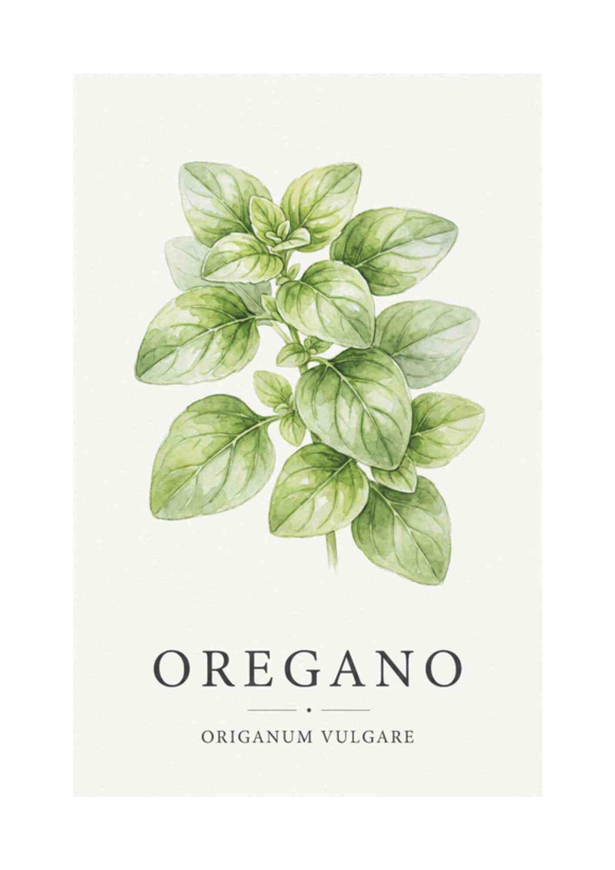 Oregano - Oregano