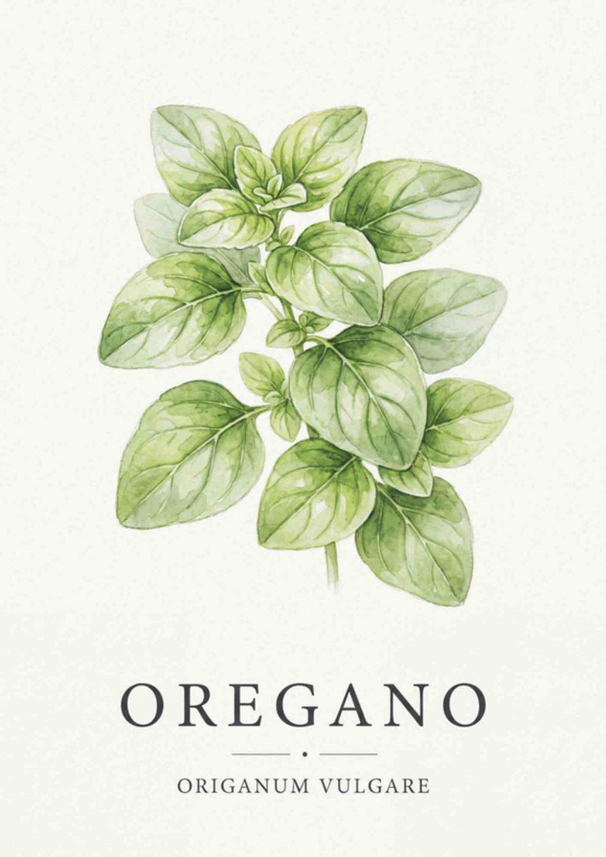 Oregano - Oregano