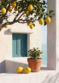 Terrasse med citroner