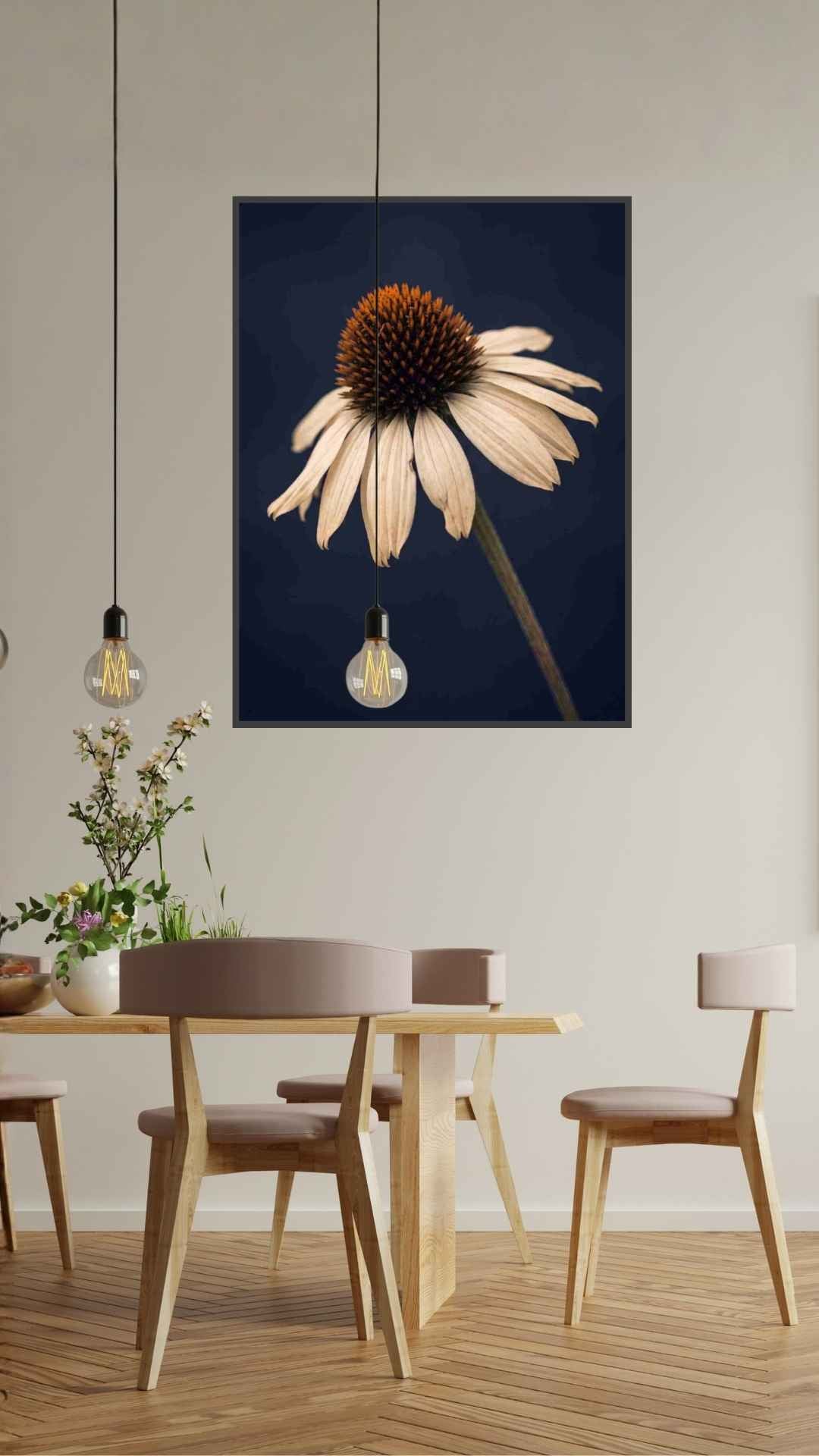 Spansk marguerit
