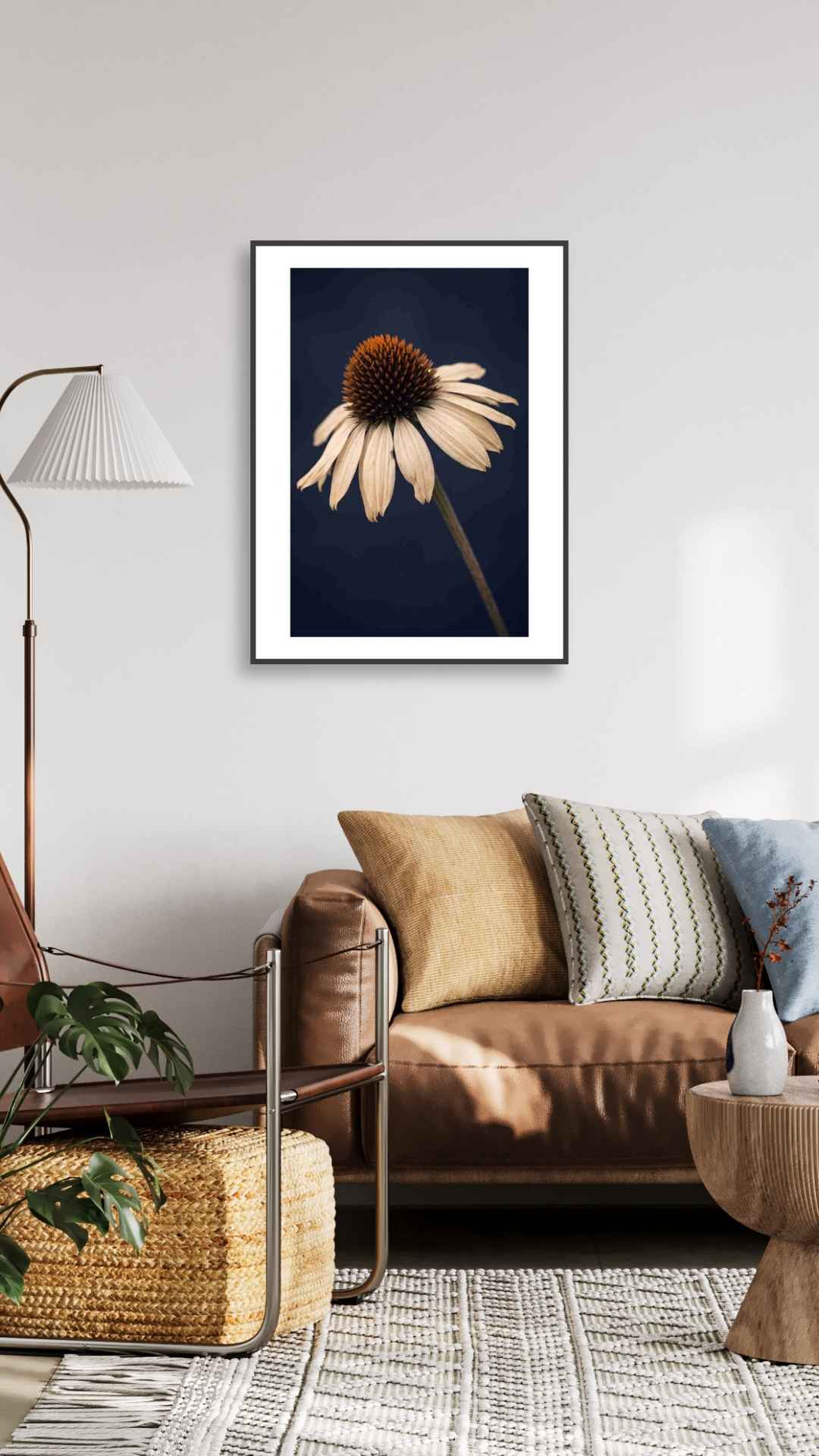 Spansk marguerit