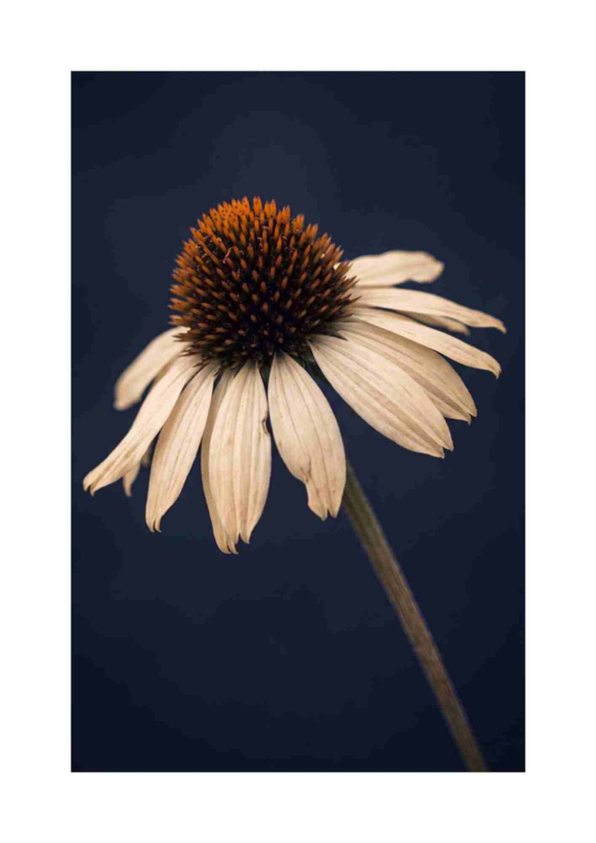 Spansk marguerit