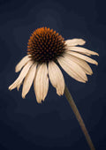 Spansk marguerit