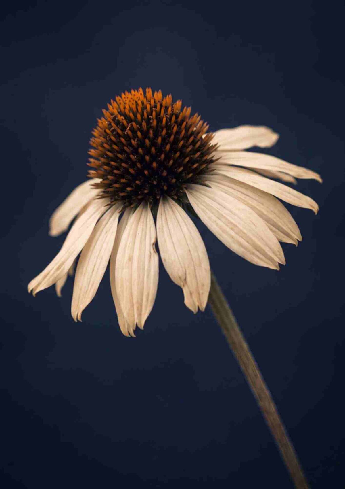 Spansk marguerit