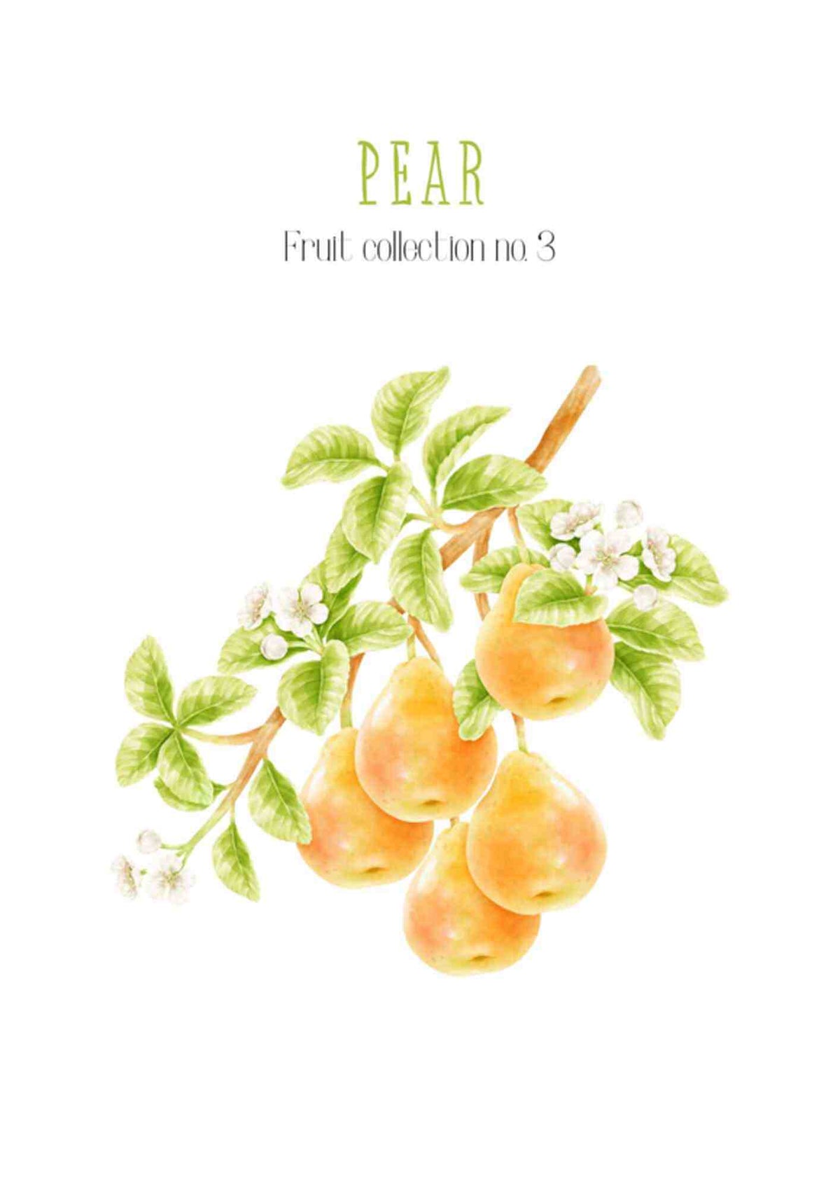 Frugtplakat - Pære