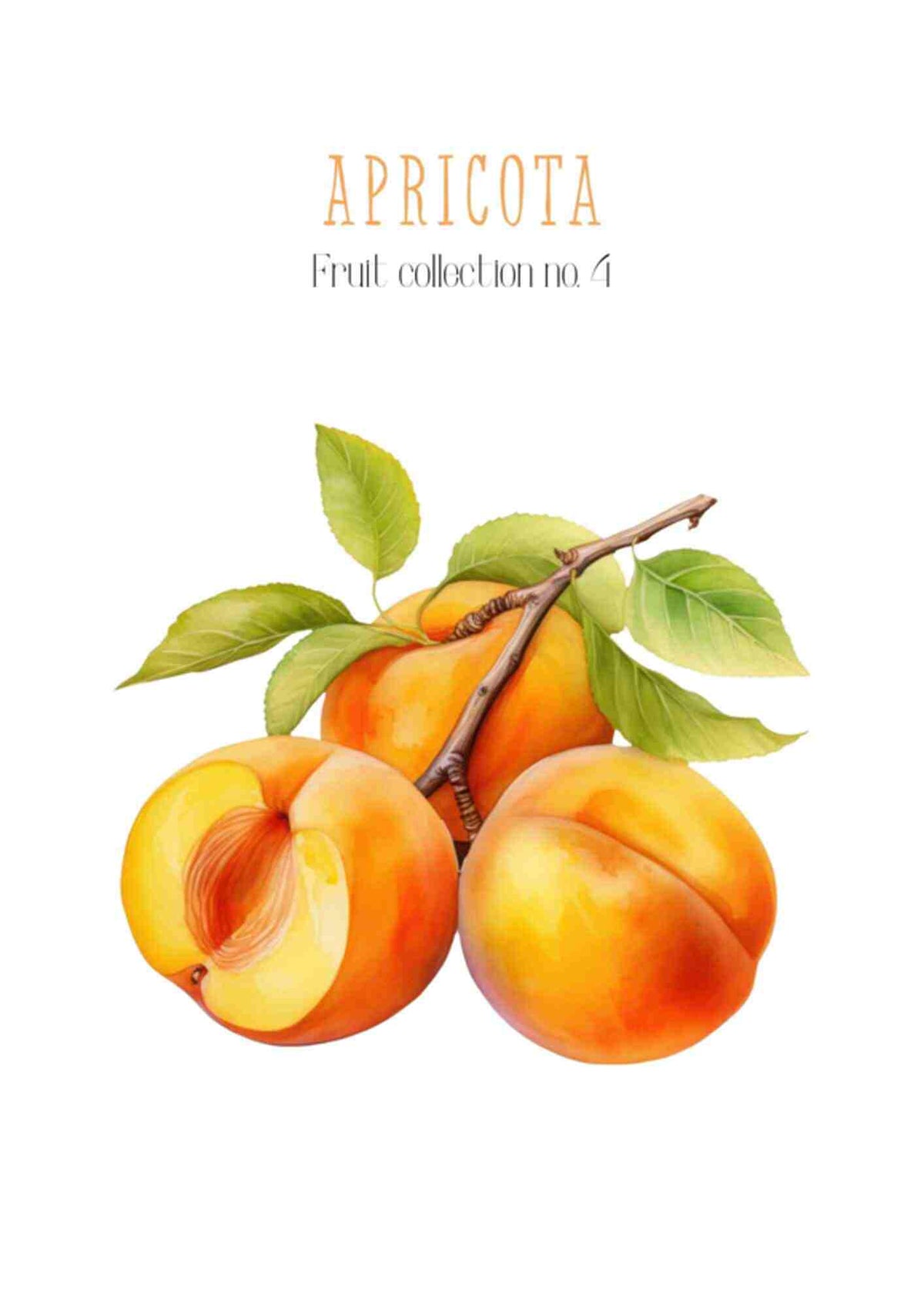 Frugtplakat - Abrikoser