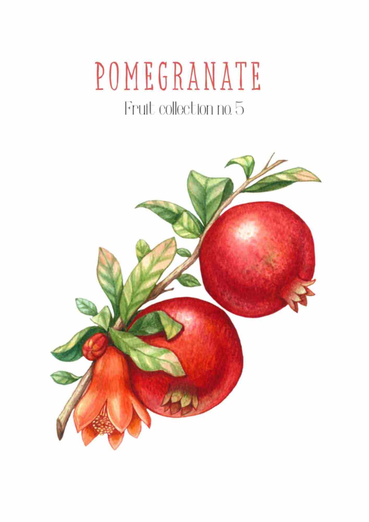 Frugtplakat - Granatæble