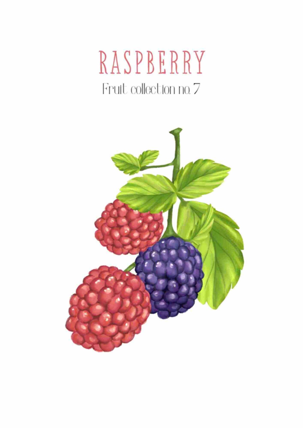 Frugtplakat - Hindbær